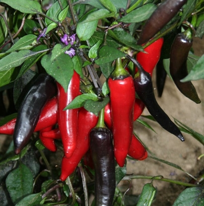Picture of Vampire Chilli Pepper